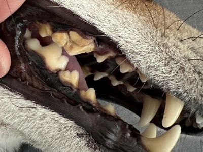 ひづめで割れた歯、抜歯の手術で入院してきました