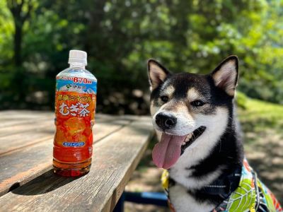 「100名様に健康ミネラルむぎ茶が当たる!」フォトコンテストに当選!