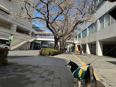 駅周辺の桜が咲いてきた