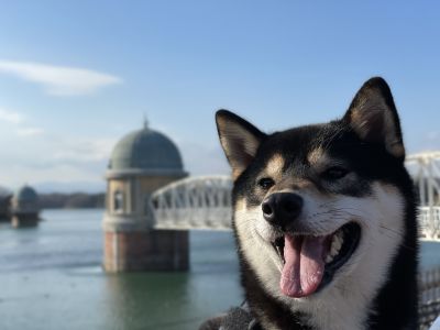 【東京都東村山市】都立狭山公園と多摩湖(村山貯水池)を散歩