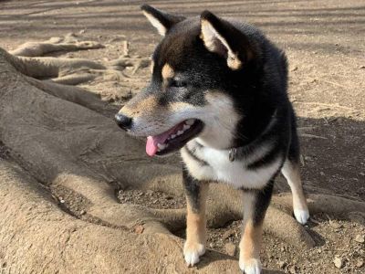 初の代々木公園の遠出とドッグラン、ドッグカフェ!